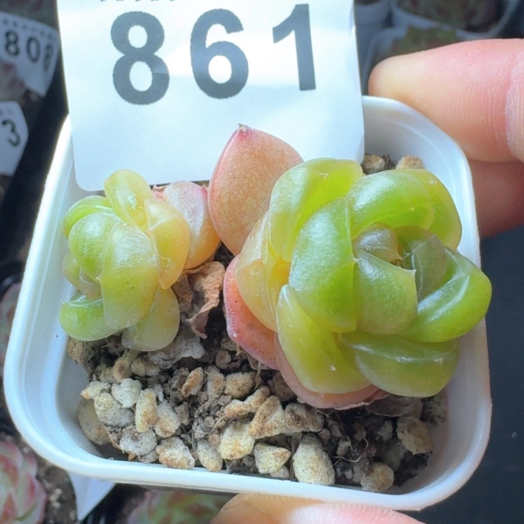 双头珍妮            精美多肉植物