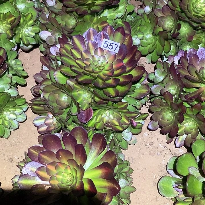 多肉植物法师557抹茶