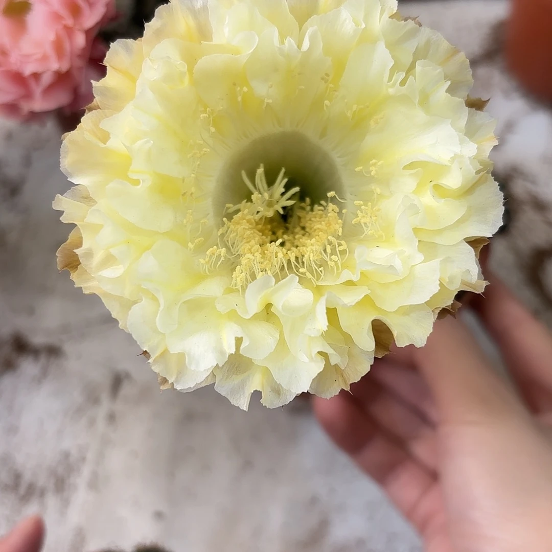 彩草1-69号侧牙6公分微瑕