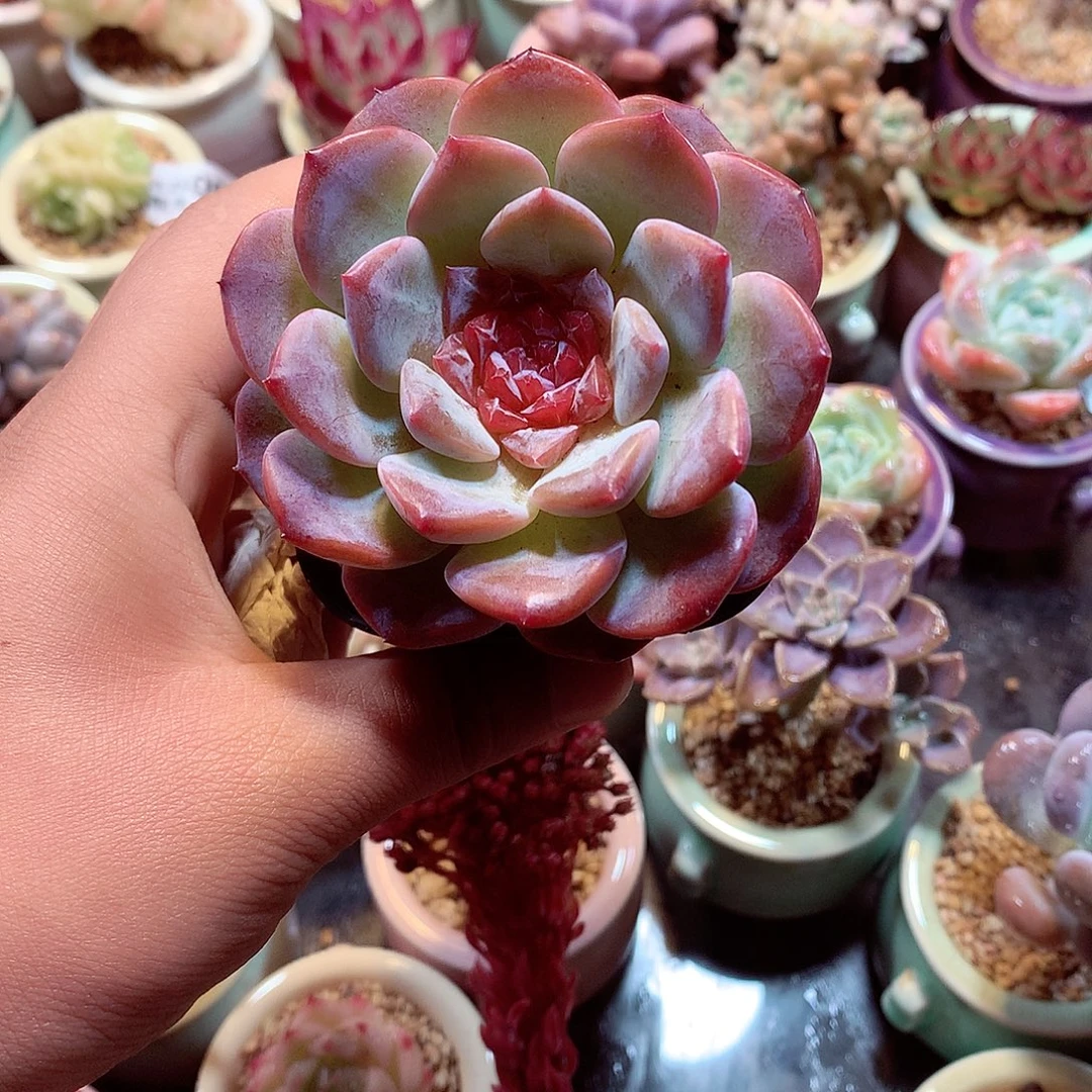 非常好看的溏心单头