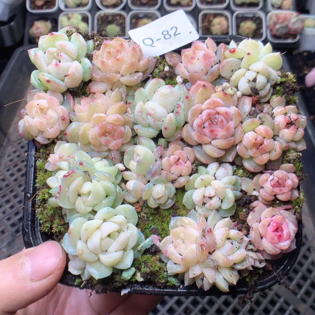 无花朵Q82 yyyyyyyy