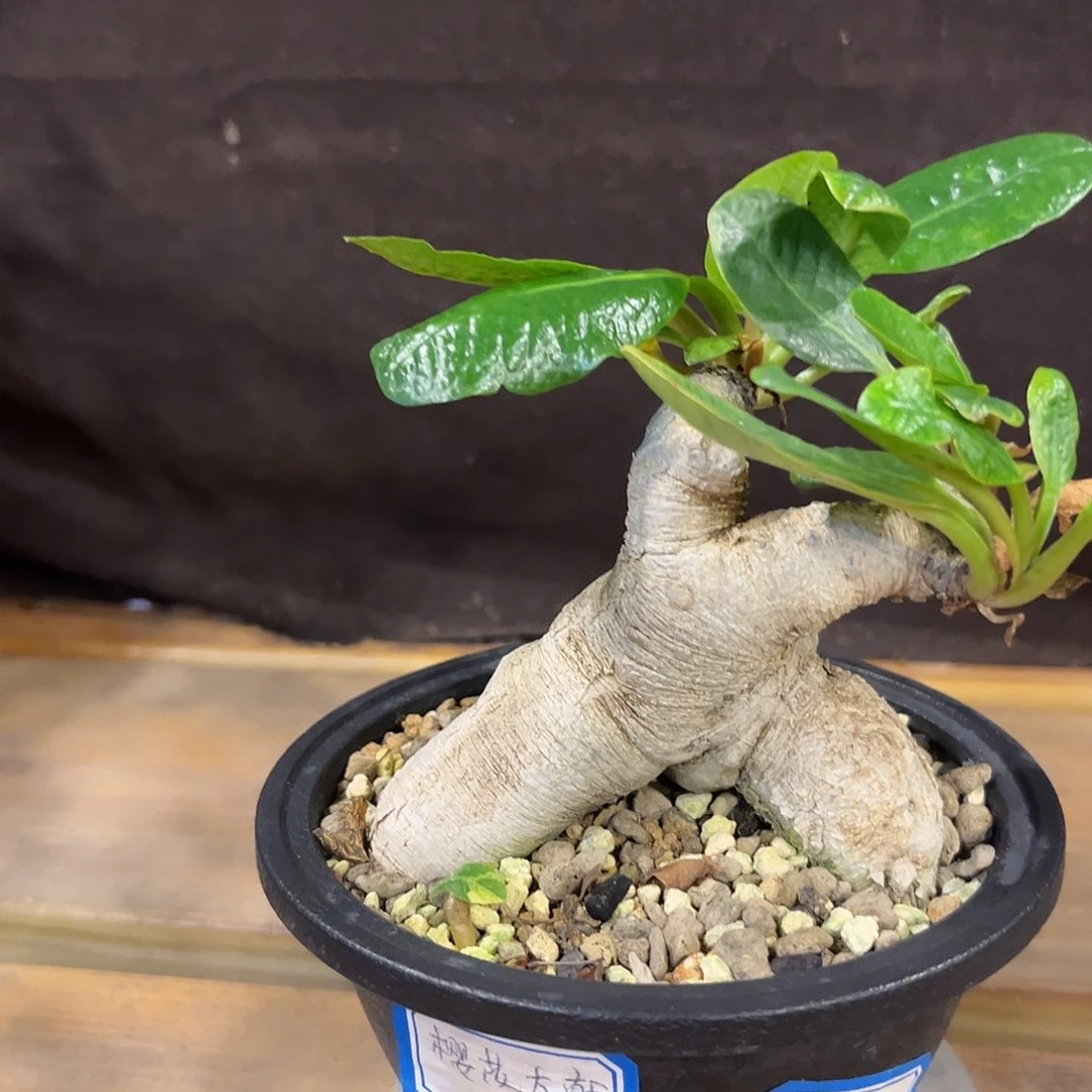 汤圆植物樱花大戟