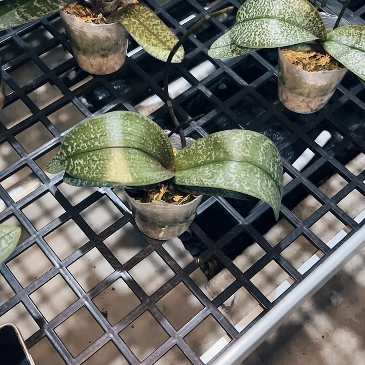 不开花植物山採银叶3.5