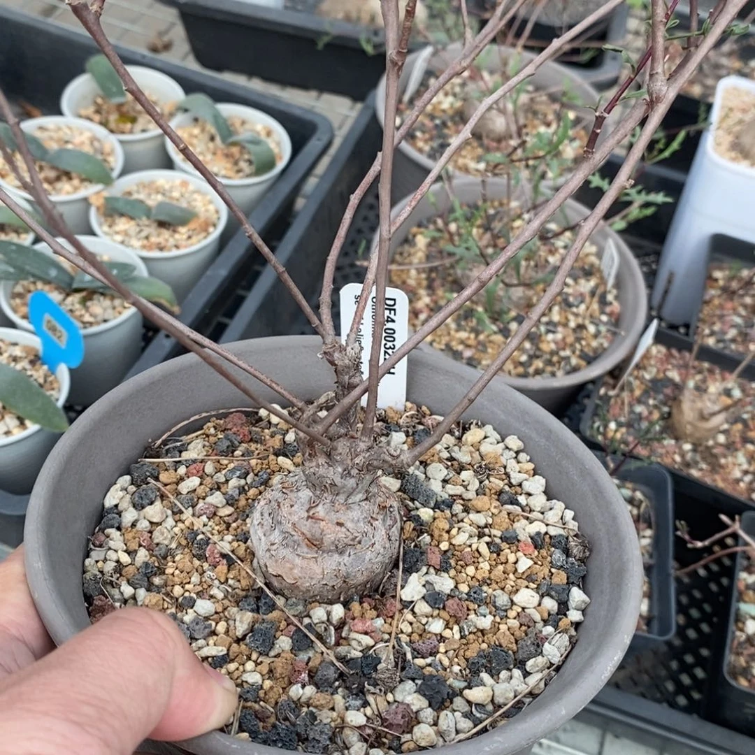 海豚叶厚炖菊多肉植物