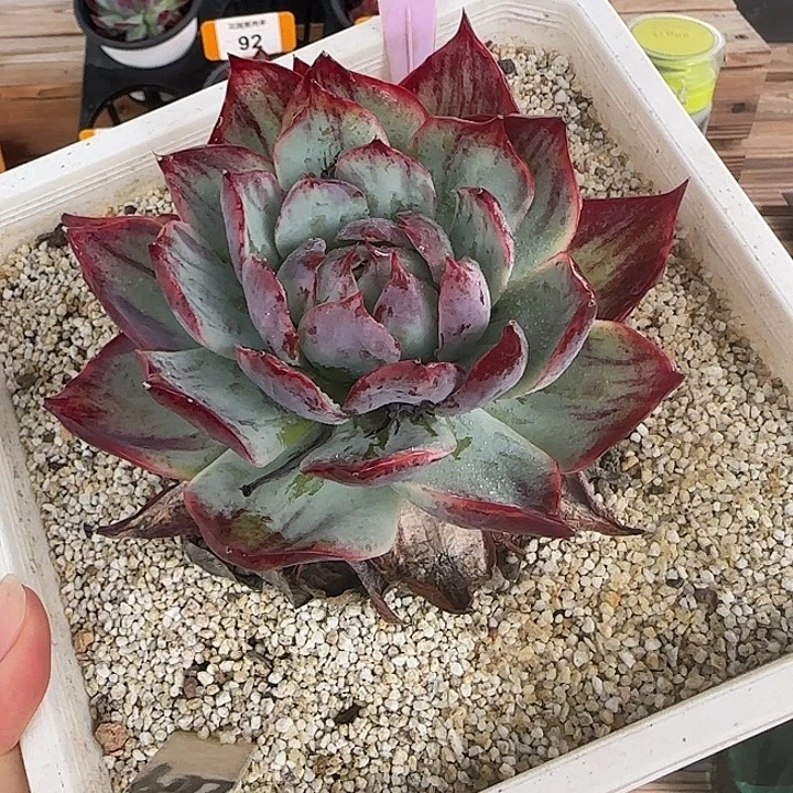 199 惊鸿仙子多肉植物