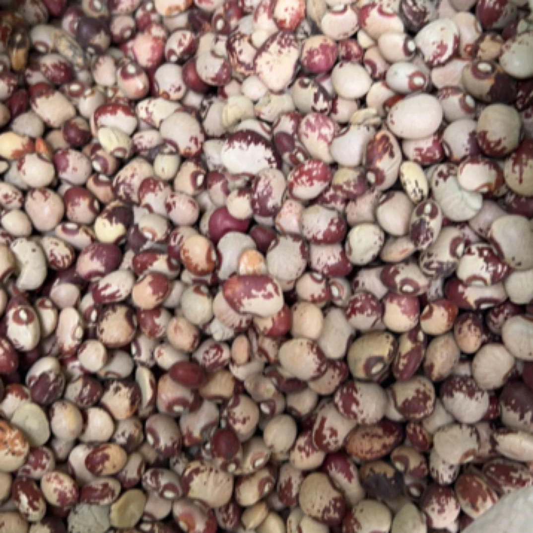 【红锦哥代收】农家正宗小小雀蛋豆2斤