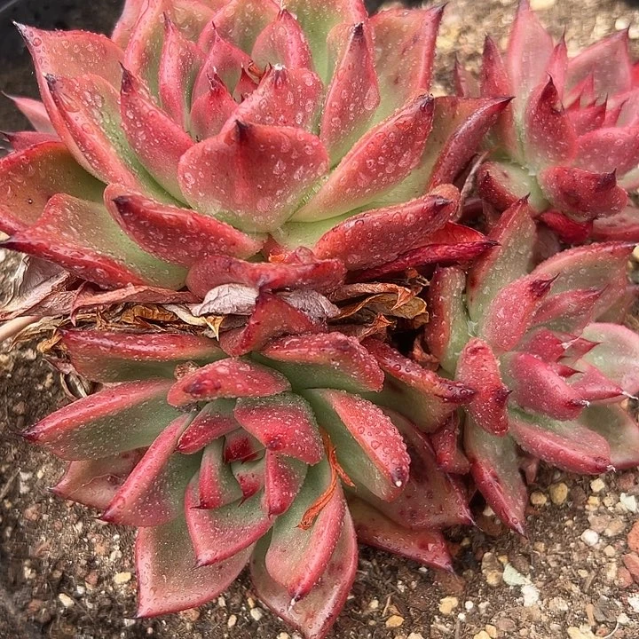 无花朵凯亚大群。