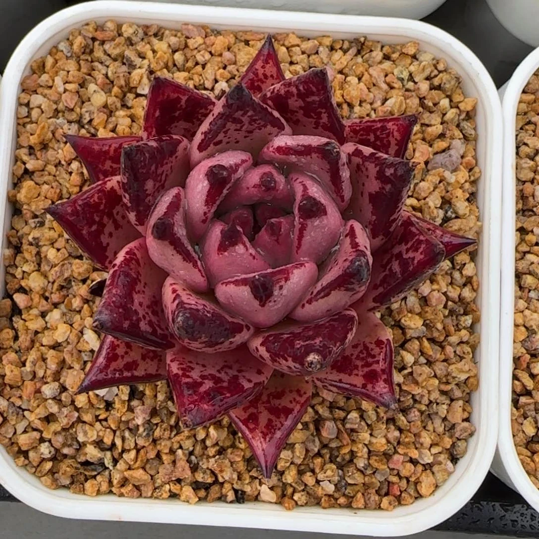 从前慢多肉编号血乌木