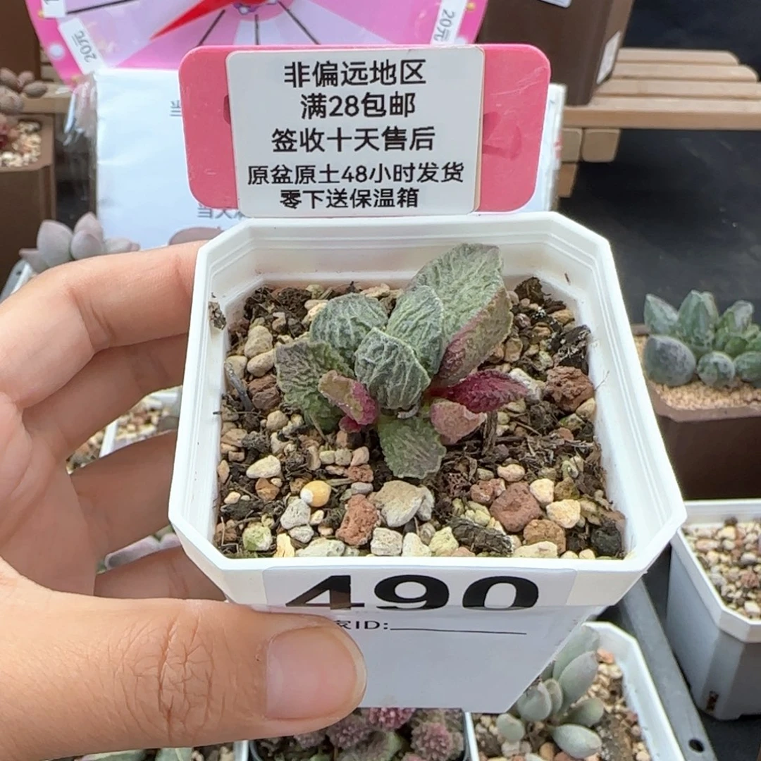 490大鱼海棠多肉