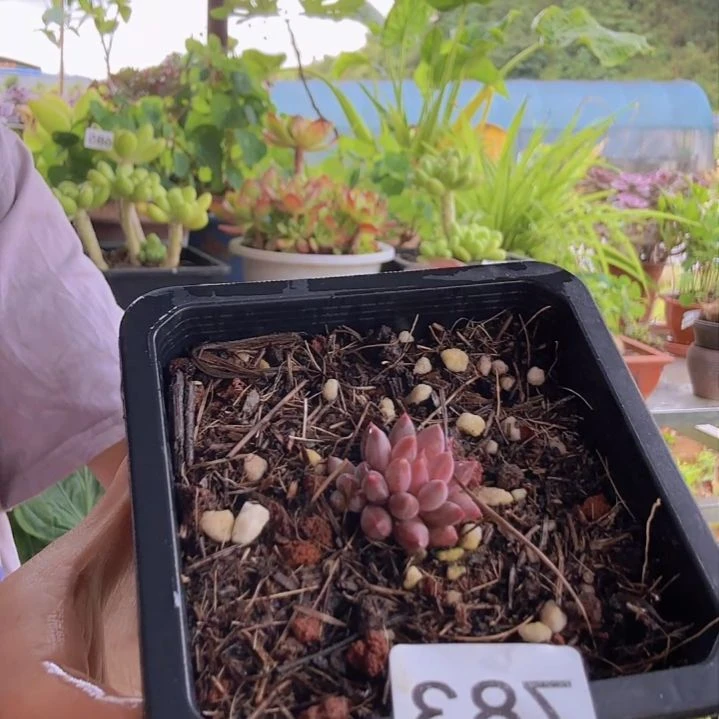 783号一物一拍 一物一拍