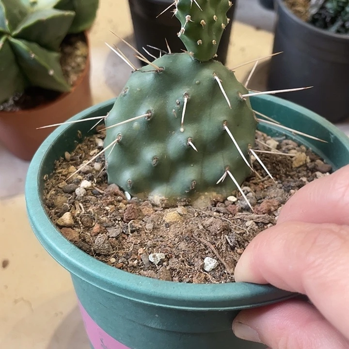 自根长白山曲刺硫磺仙人球一颗