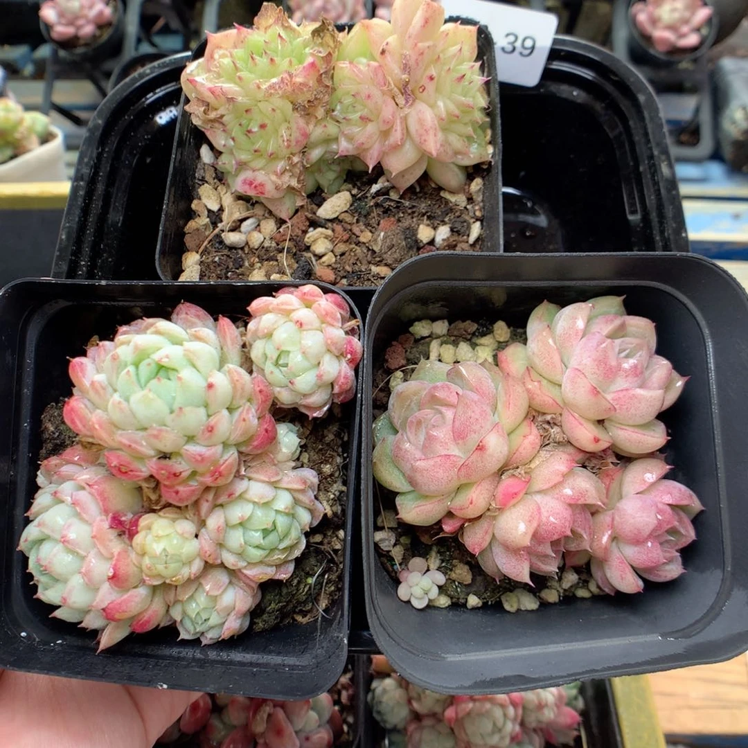 G39 ，柿子多肉20包邮两天凑单