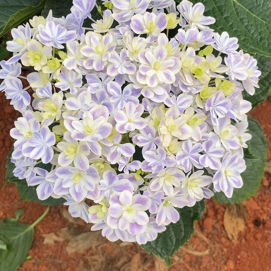 绣球切花一物一拍3枝起包邮，245