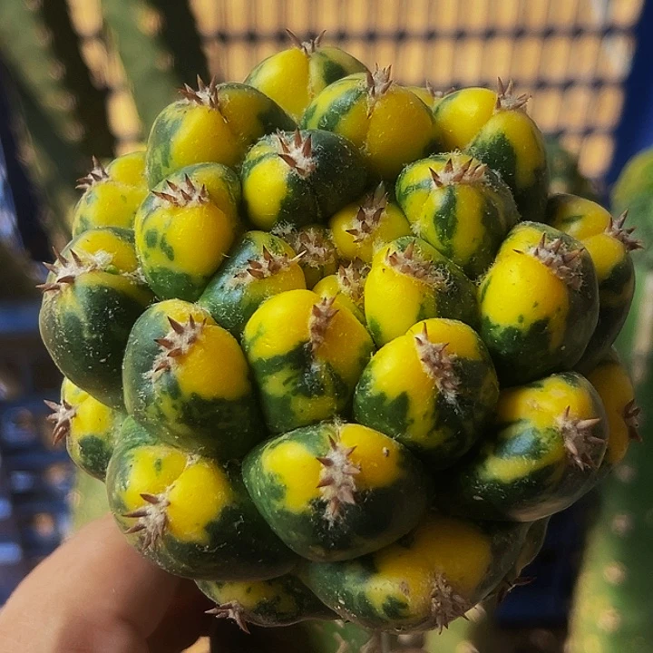 无花朵散班花锦螺旋大尤短豪刺象牙610