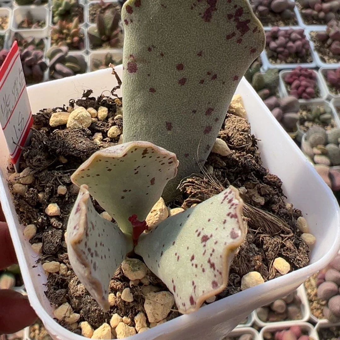 紫鹤多肉植物水泡
