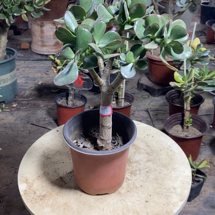 红玉玉树一物一拍