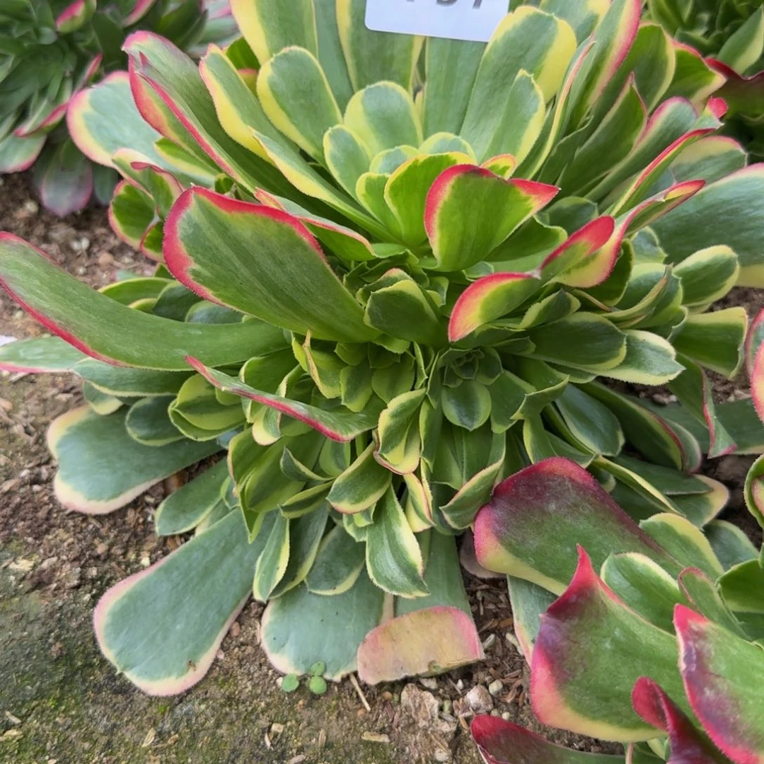 1757特斯拉。多肉植物