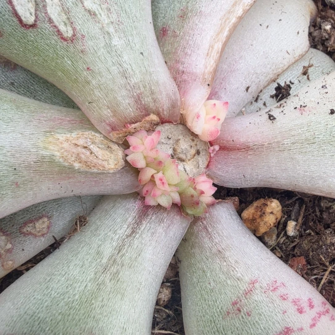 斗牛士锦底座腹轮锦底座