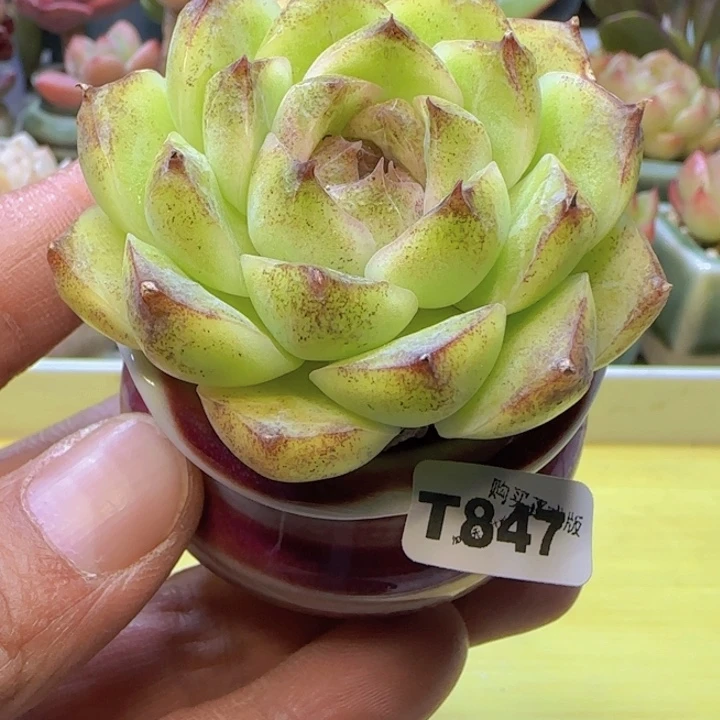 t847 一物一拍多肉植物