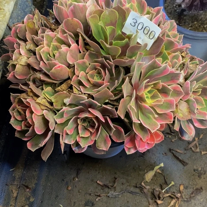 男神多肉断头不包3000