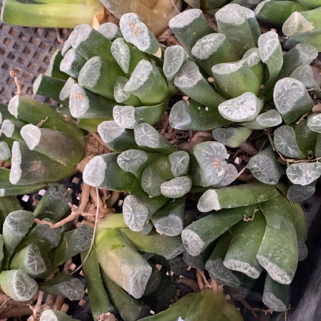 3172 一颗万象 端午福利。