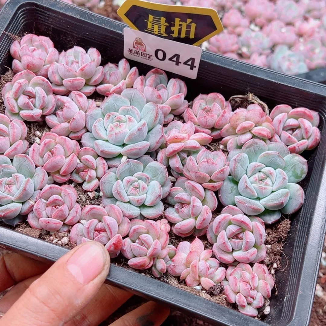 多肉植物多肉植物