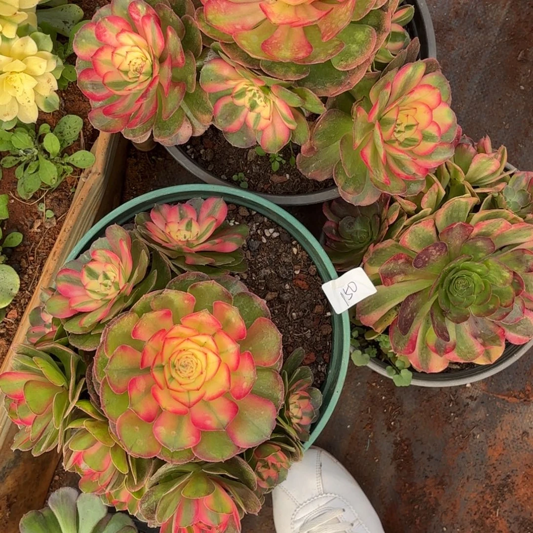 云南多肉植物组拍