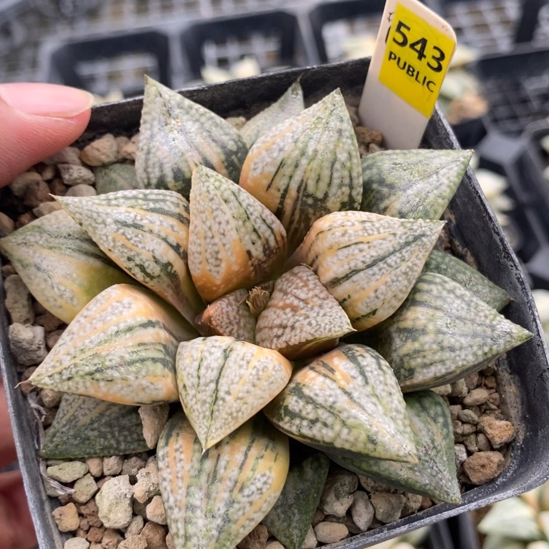 543实生白银锦一物一拍