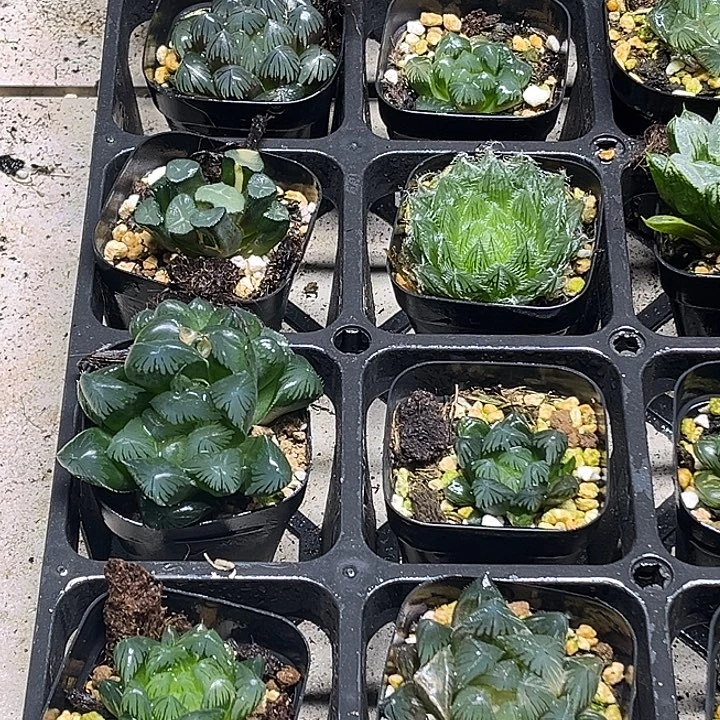 13 脱土发货8颗13.9包邮