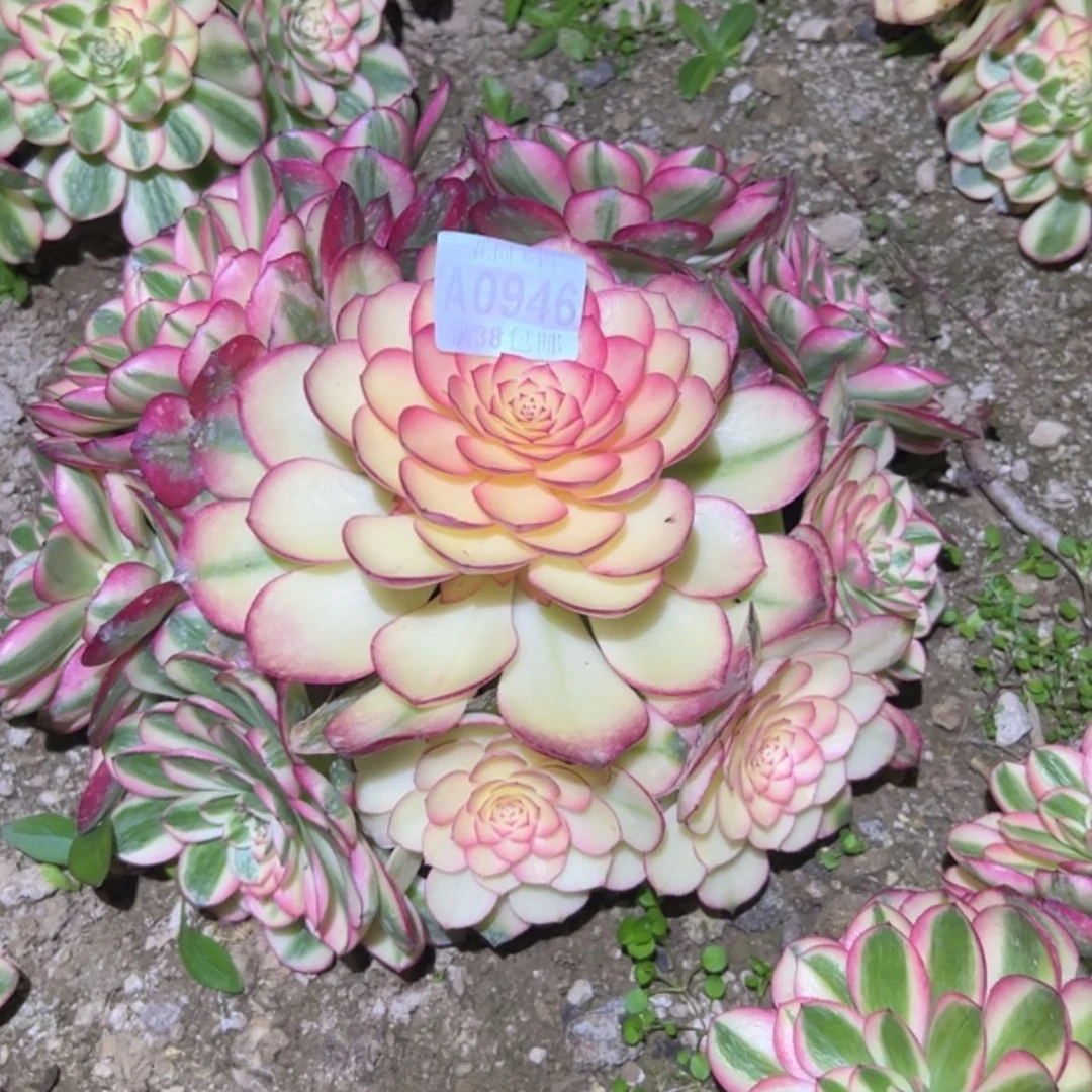 【闪购商品】妮**8946荔枝多肉