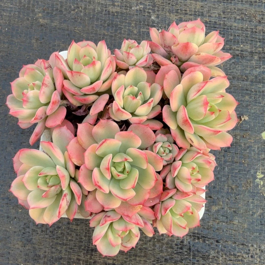 红化妆锦锦上园艺一物一拍