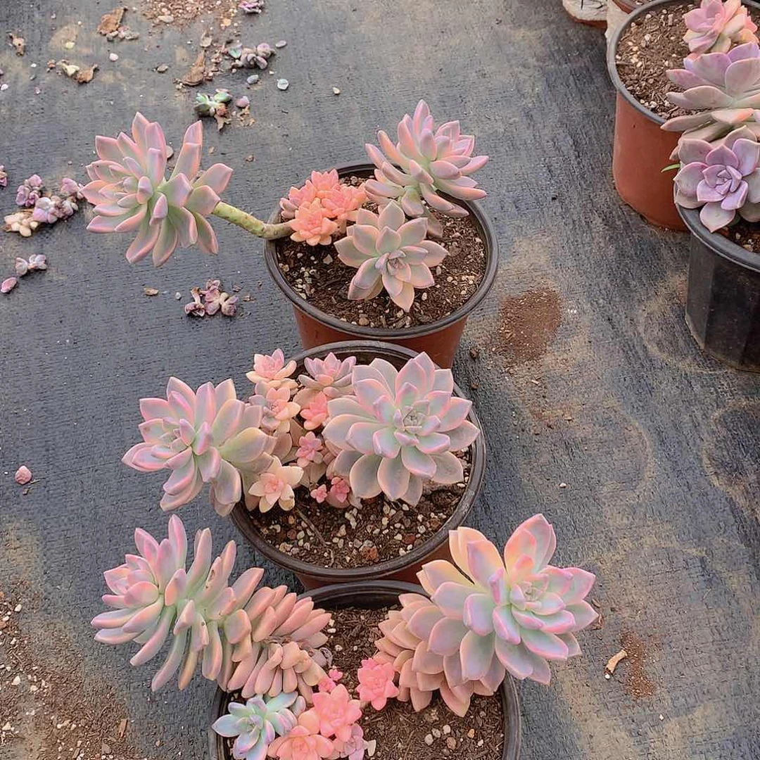 淡雪锦19.8 多肉植物默认有砍头