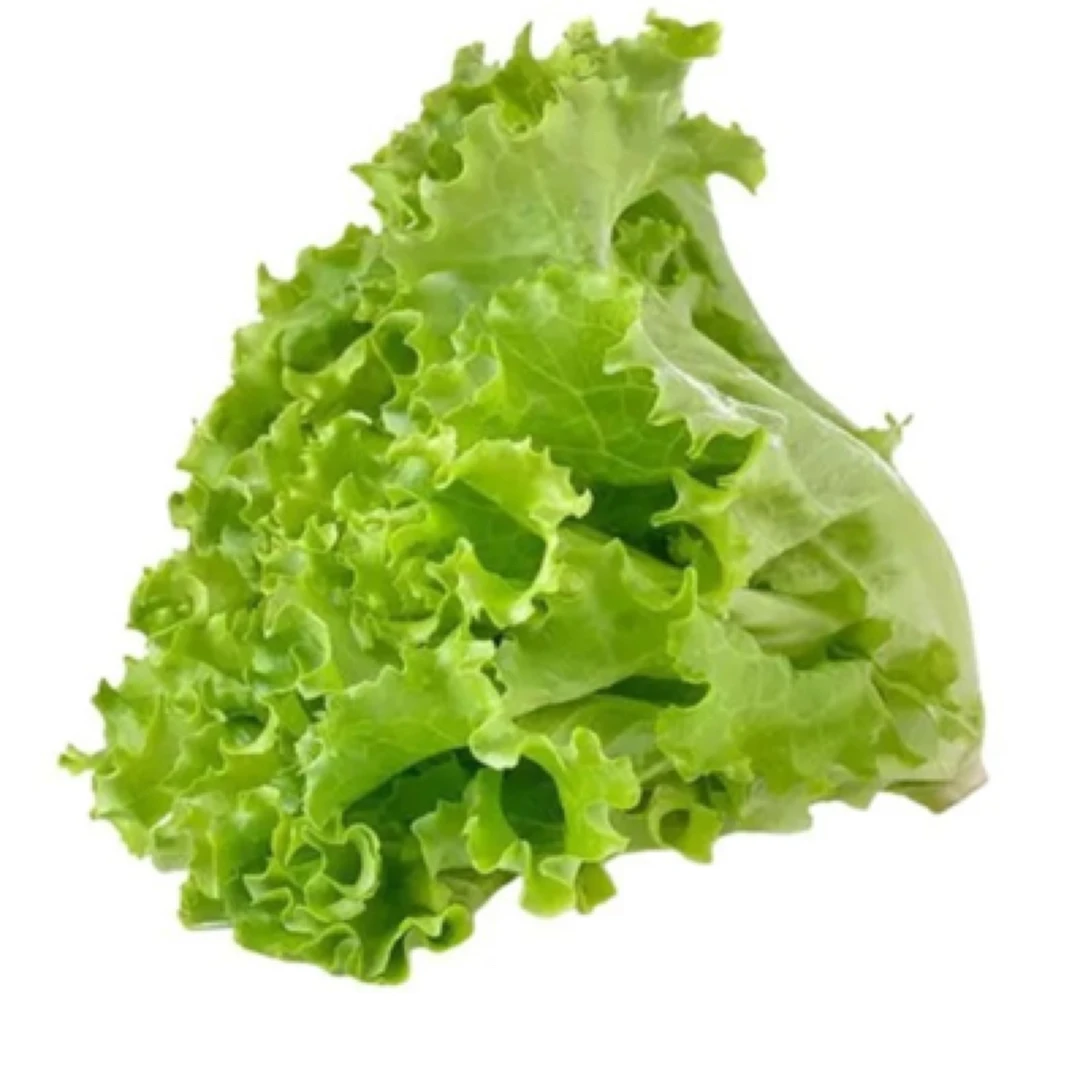 大叶生菜450g-500g左右绿色蔬菜