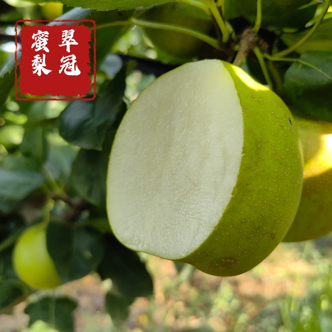湖北酥脆青皮香梨甘甜无渣多汁新鲜应季水果4.5斤包邮翠冠梨