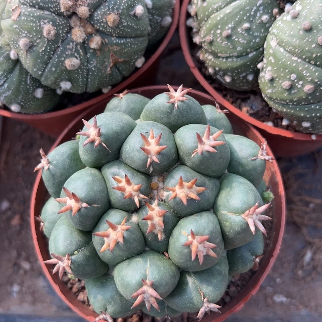 短豪刺象牙随机一颗