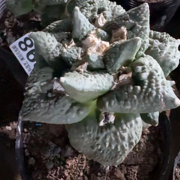 947哥斯拉龙角牡丹