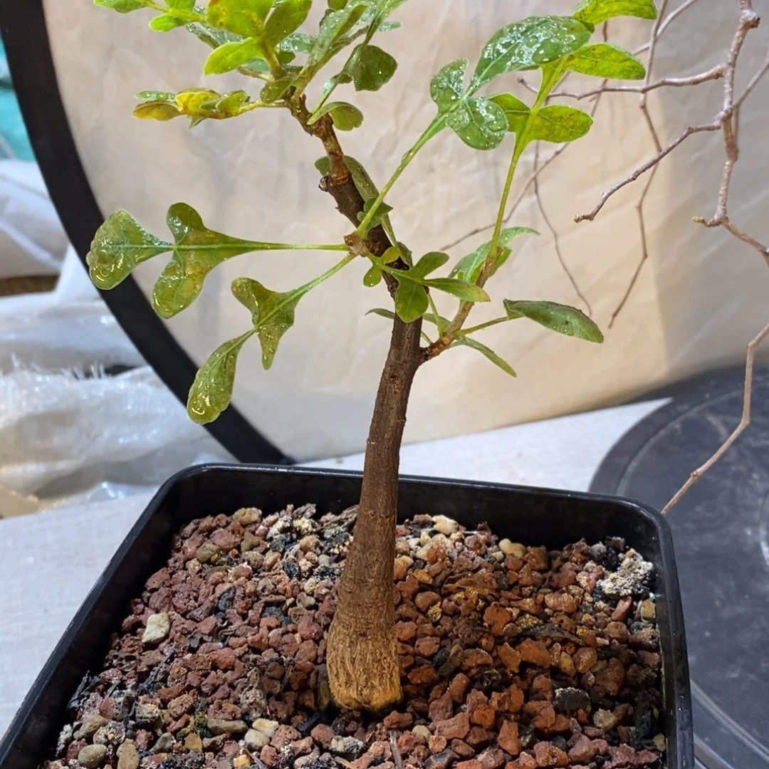 @***@威迪橄榄实生脱土发