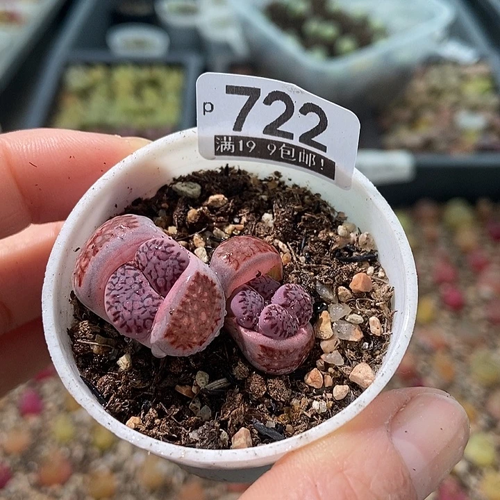 大舅生石花肉锥多肉722