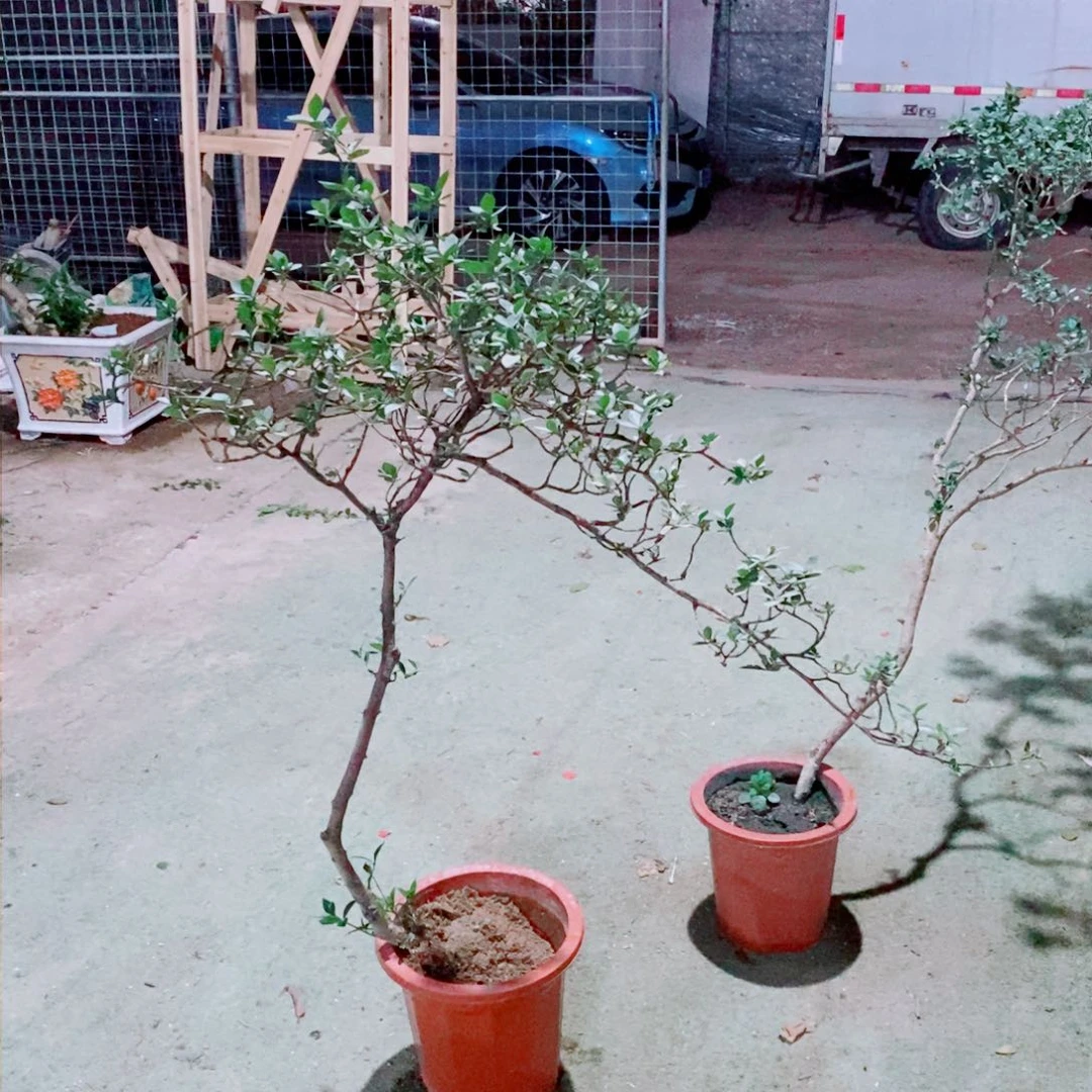 海岛栀子花66666666