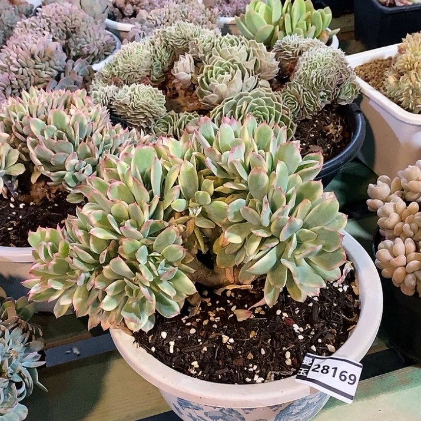 【闪购商品】绮罗锦缀28169