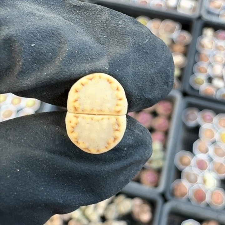 生石花1111。   322