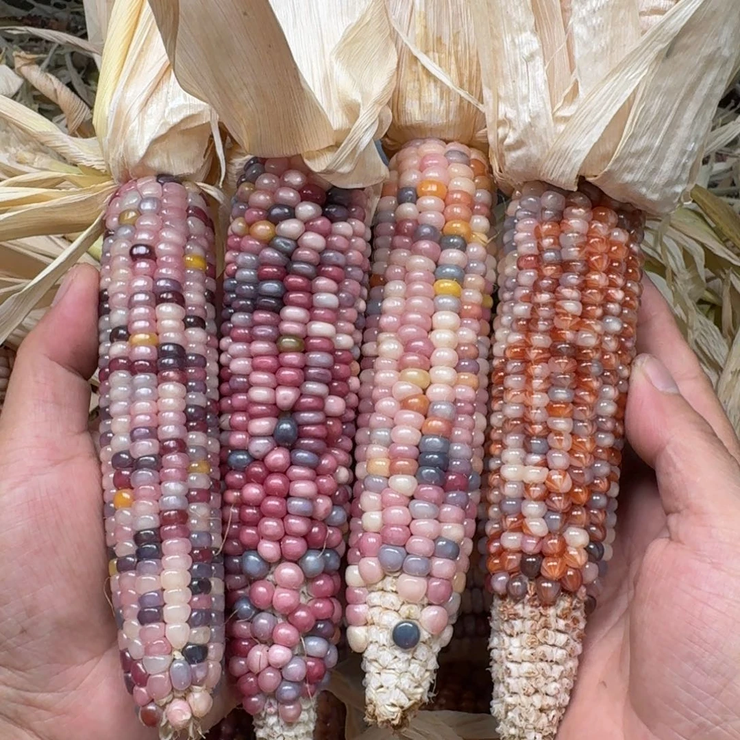 ༒***༒柏香籽/百香籽吊坠