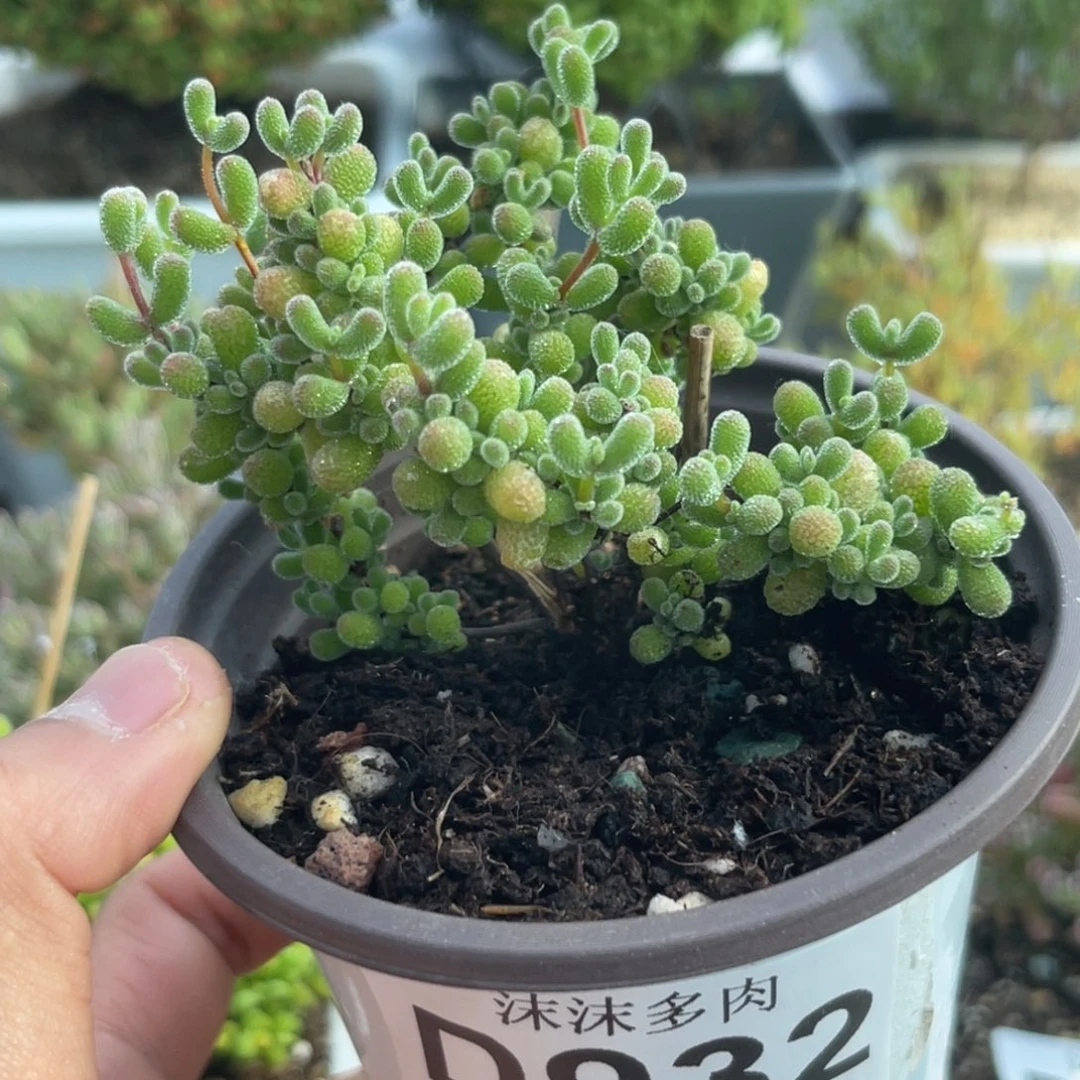 932翡翠枝干番杏