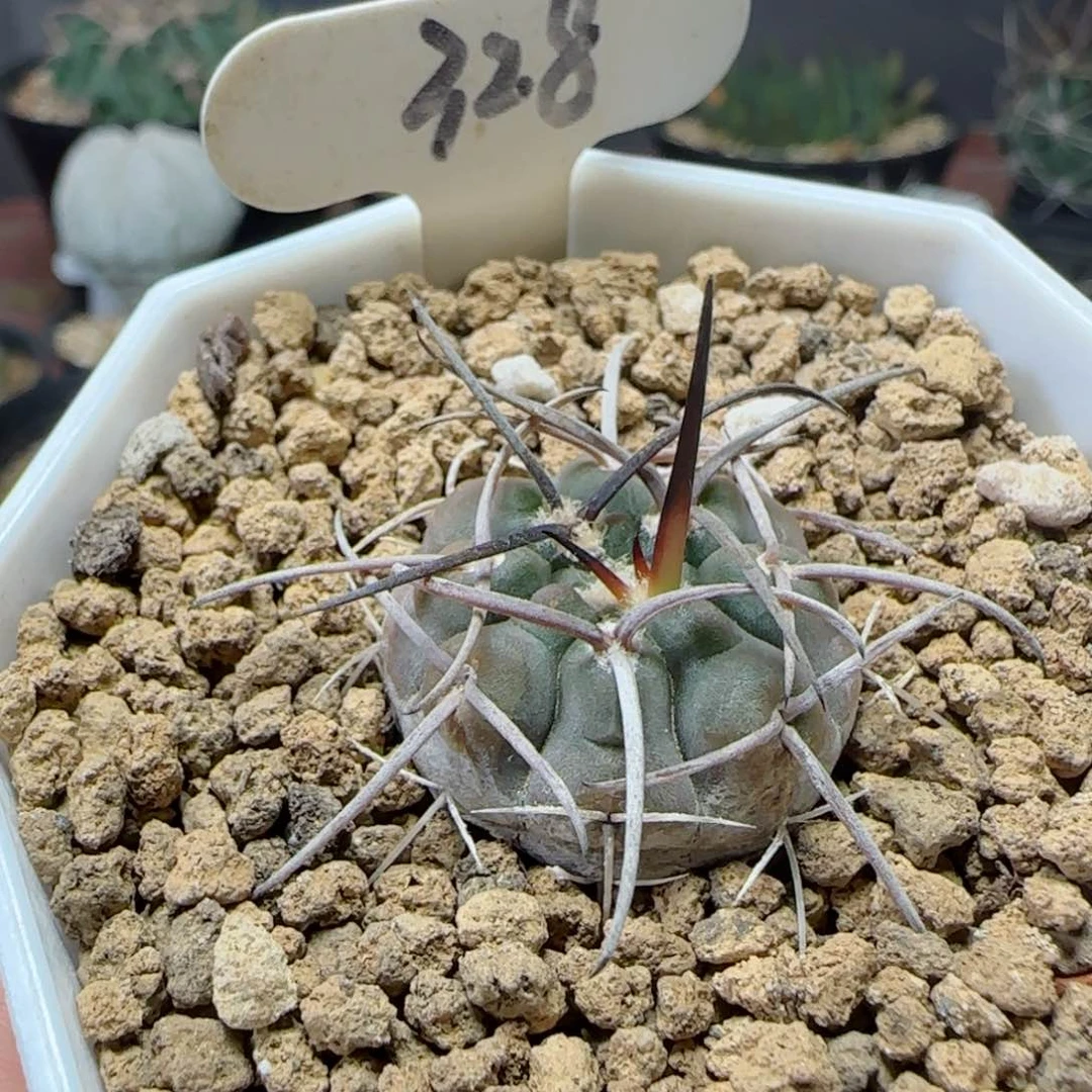 328实生伏狂刺天平多肉