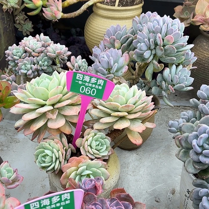 玉***心恋曲多肉植物精华060