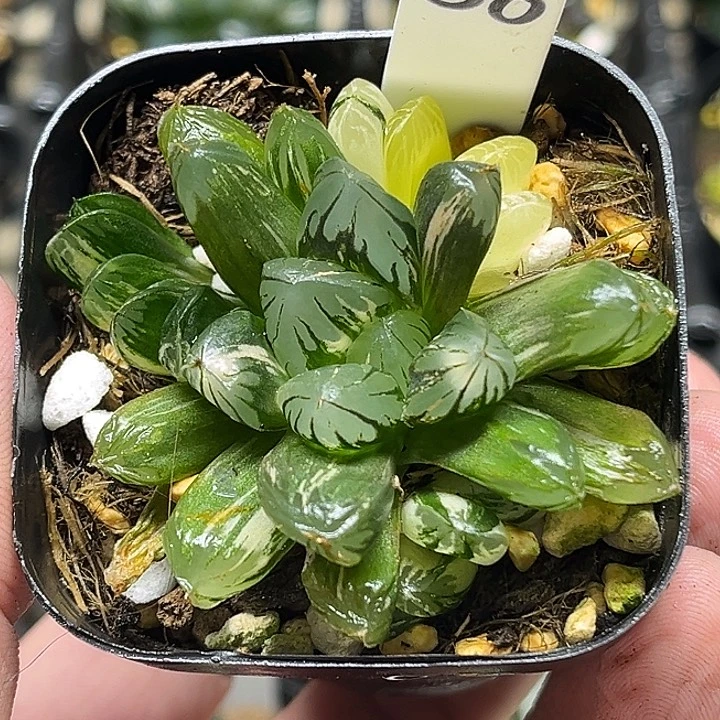 58多头老川玉露锦头家多肉十二卷