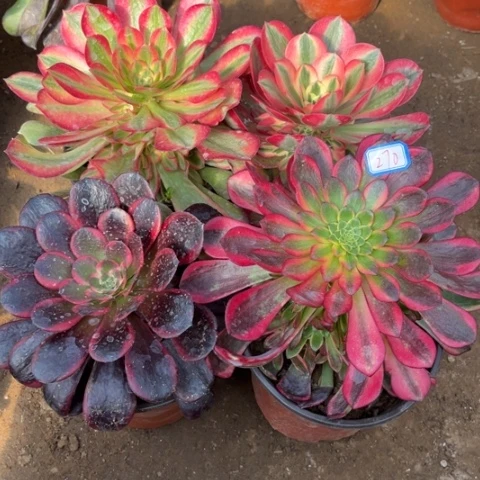 270多肉植物组合