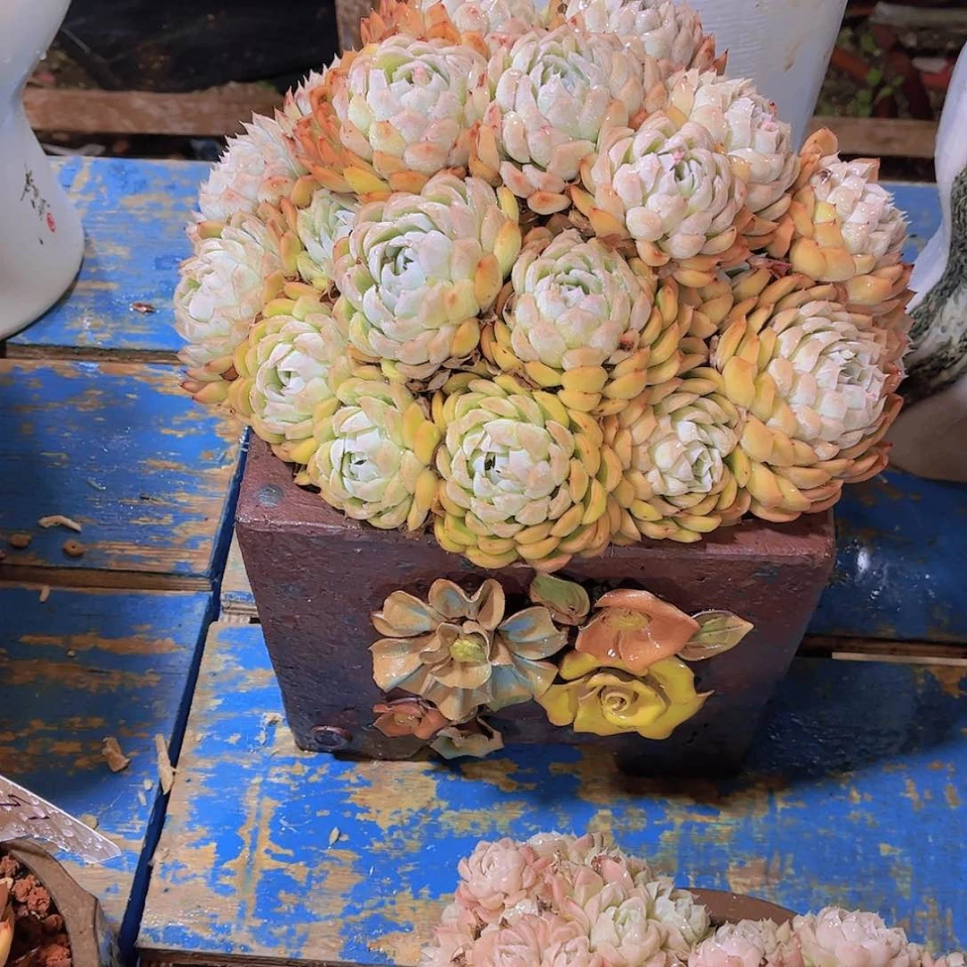 红陶无*多吃蔬菜水果和平