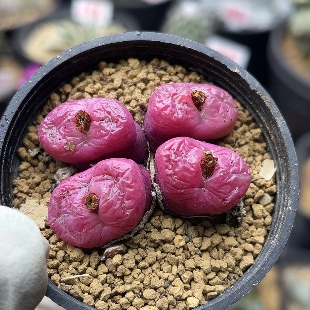 用****4水晶鞋肉锥仙人球专拍