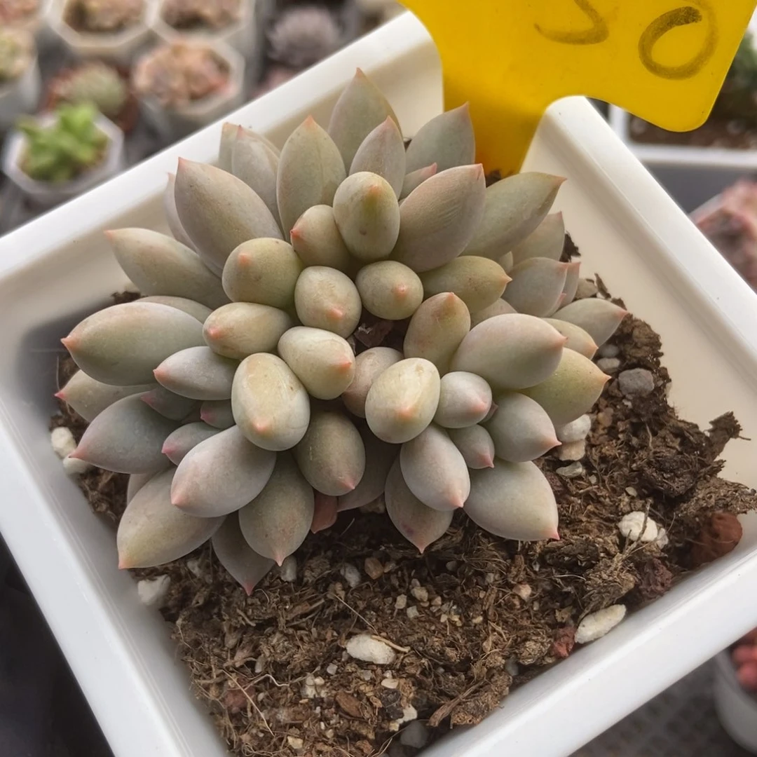 2050所罗门多肉植物保护